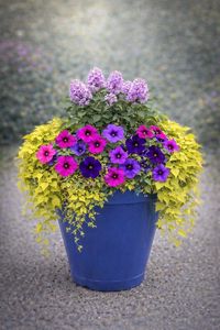 Sat May 2 Reblooming Lilac 260502131